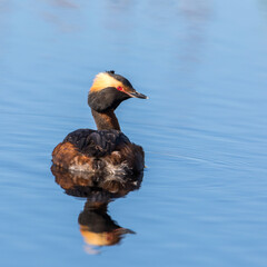 Horned Grebe in a calm lake