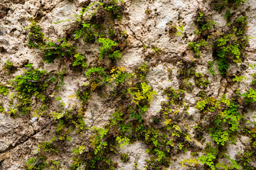 Ancient cave ceiling
