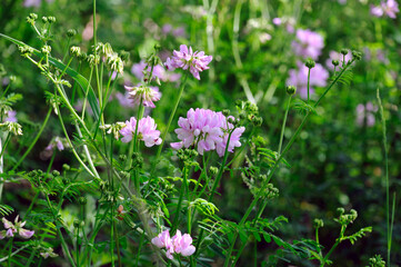 Purple Crown Vetch  flower . Its scientific name is Securigera Varia, native to Africa, Asia and Europe.