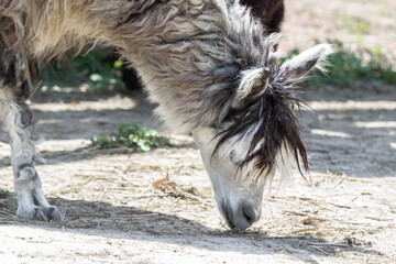 Llama at the zoo. Thick llama. Shaggy face of an animal. Wild life of South America. Alpaca wool....