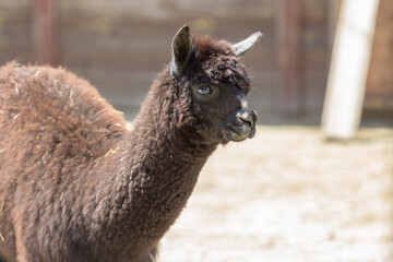 Llama at the zoo. Thick llama. Shaggy face of an animal. Wild life of South America. Alpaca wool. Domesticated wild animal. Beast of burden. The inhabitant of the reserve.