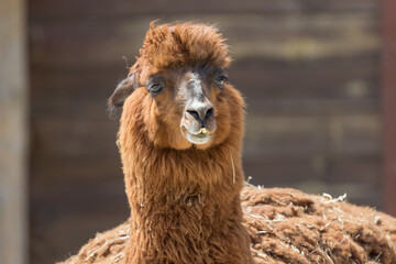 Llama at the zoo. Thick llama. Shaggy face of an animal. Wild life of South America. Alpaca wool. Domesticated wild animal. Beast of burden. The inhabitant of the reserve.