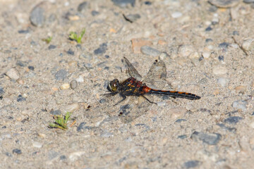 Boreal White-faced Dragonfly at rest