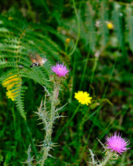 Insecto alimentándose de nectar de una flor color rosa