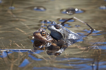 Water frog Pelophylax and Bufo Bufo in mountain lake with beautiful reflection of eyes Spring Mating