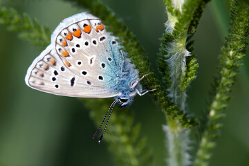 butterfly on green leaf
