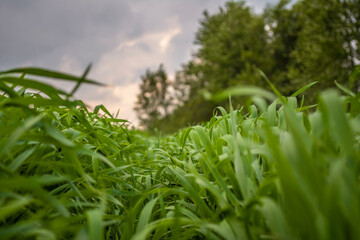 Field with green grass at sunset. View of the green grass from below. Macro. Forest, sunset, sky.