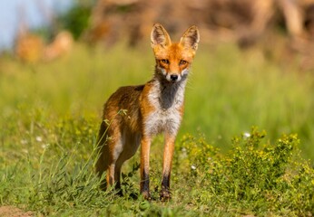 Lis na drodze szczenię