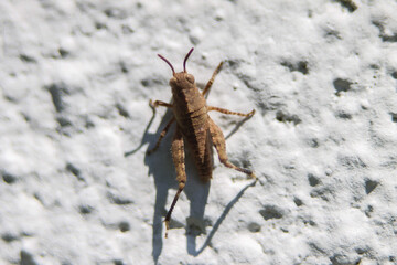 Macro of a Short-Horned Grasshopper (Trilophidia Annulata) on a White Wall