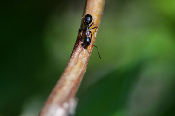 Macro of a Hairy Black Carpenter Ant Walking Down a Stick