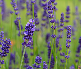 Lavande