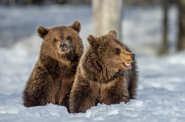 Bear cubs in winter forest. Natural habitat. Brown bear, Scientific name: Ursus Arctos Arctos. © Uryadnikov Sergey