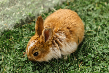 Fototapeta premium A small brown domestic rabbit sitting in the garden and eating grass.Newborn animal.Funny adorable baby rabbit asking for food.Cute Easter bunny close up.Pet for childern.Rural life in spring