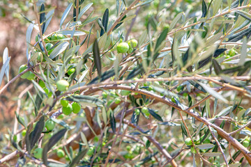 olive tree branch with growing fruits