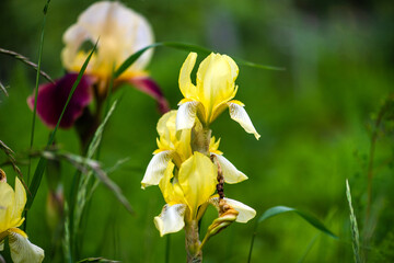 Beautiful summer flowers. Blossom background. Sunny day.