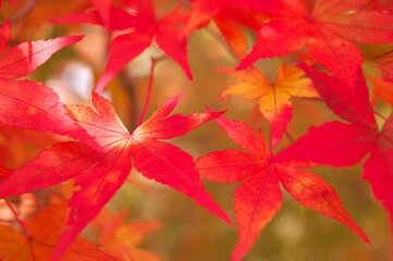 紅葉イメージ１