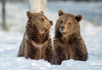 Bear cubs in winter forest. Natural habitat. Brown bear, Scientific name: Ursus Arctos Arctos. © Uryadnikov Sergey