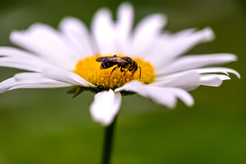 Bee on a camomile. Summer day.