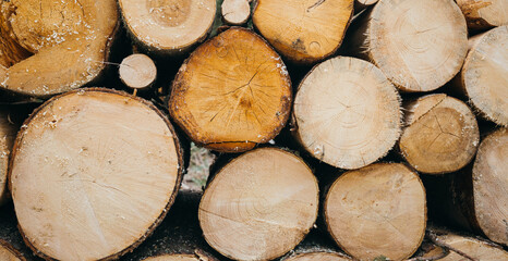 A lot of cutted logs. Wide banner or panorama wooden trunks. Closeup of logs of trees in nature