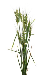 Green wheat in June isolated on white background
