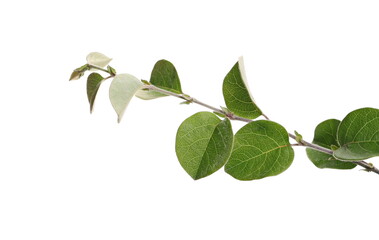 Quince twig and leaves isolated on white background, clipping path