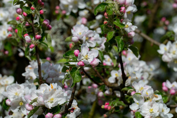 Apelblüte in weiß, pink mit unscharfem Hintergrund