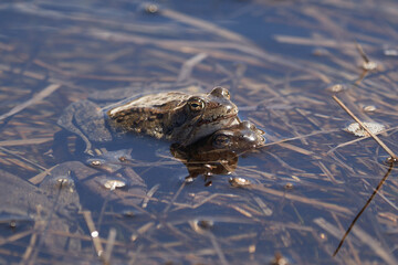Water frog Pelophylax and Bufo Bufo in mountain lake with beautiful reflection of eyes Spring Mating