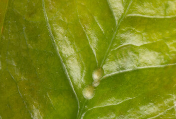 Macrophotography of Diaspididae insects on leaf vessel. Armored scale insects at home plants. Insects sucking plant. Infested.