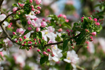Apelblüte in weiß, pink mit unscharfem Hintergrund