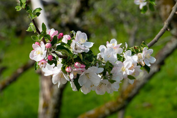 Apelblüte in weiß, pink mit unscharfem Hintergrund