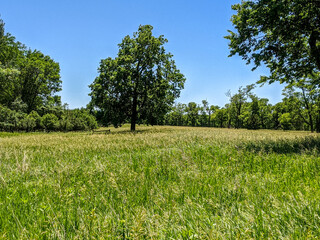 tree in the field with summer blue sky