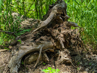 old dead tree roots