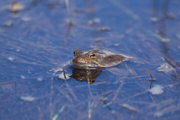 Water frog Pelophylax and Bufo Bufo in mountain lake with beautiful reflection of eyes Spring Mating