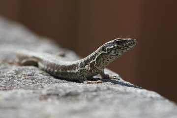 common wall lizard podarcis muralis Reptile Close up Portrait Clear