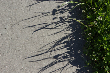 Shadows from white clover and grass on asphalt.