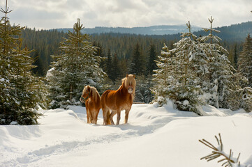 Kůň, zima, &Scaron;umava, Česko