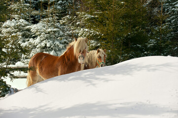 Kůň, zima, Šumava, Česko