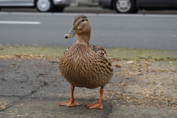 duck on the road