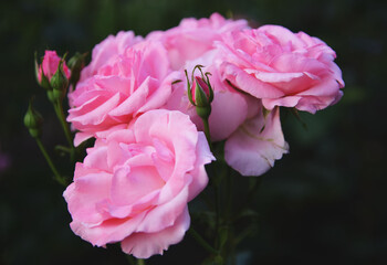 Pink roses on a dark background
