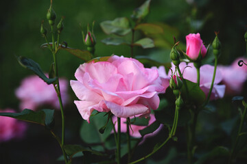 Pink roses on a dark background