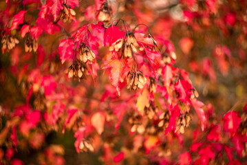 Red beautiful autumn leaves in fall park.