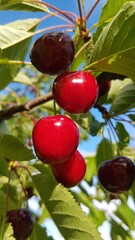 Fresh and ripe cherries hang from a cherry tree in summer