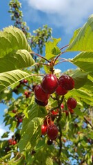 Fresh and ripe cherries hang from a cherry tree in summer
