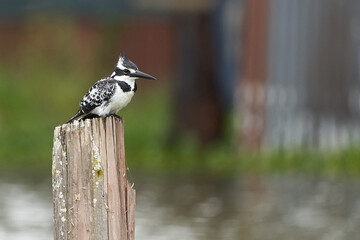 Pied kingfisher Ceryle rudis Portrait of a water fish hunter