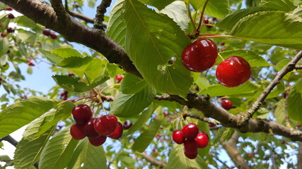 Fresh and ripe cherries hang from a cherry tree in summer