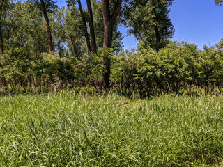 trees in the park