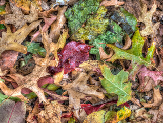 Autumn leaves in forest