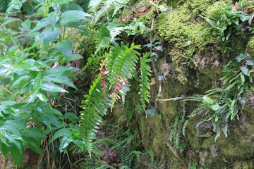 Different types of fern growing on rocks