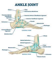 Ankle joint vector illustration. Labeled educational leg structure scheme. - obrazy, fototapety, plakaty