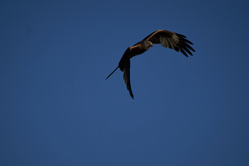 Red kite Portrait Milvus Milvus Fishing Lake